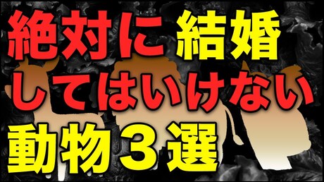 【どうぶつ占い 恋愛相性編】結婚してはいけない動物3選