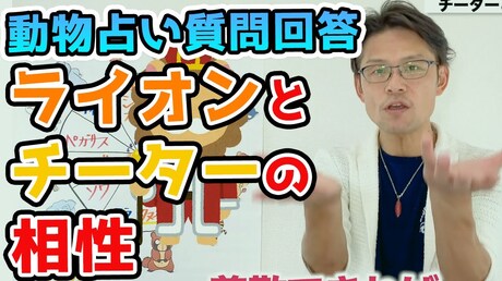 【どうぶつ占い お悩み相談編】チータとライオンの相性ってどうなの?