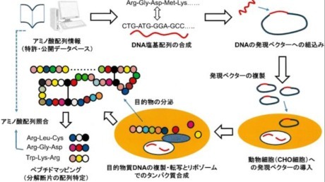 バイオ医薬品生産用の遺伝子組換え体細胞の構築とセルバンク化